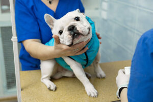 Dog at Animal Hopital Receiving Care