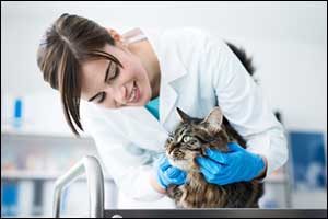 Veterinary Check-up in Massachusetts