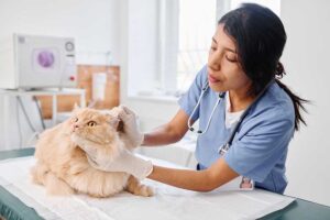 annual veterinary check-up in MA