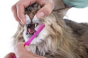 brush-cats-teeth