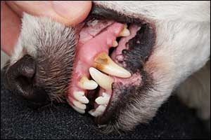 Canine Dental Care in Dartmouth Massachusetts