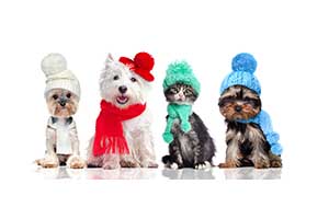 Winter Issues for New England Pets