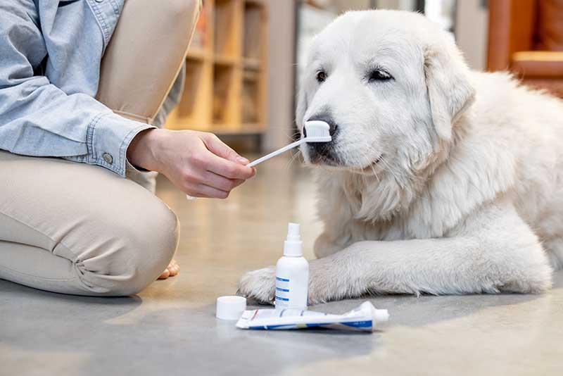 Dartmouth dental care for dogs and cats