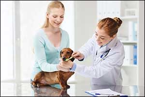 Dental Care for Pets in Southeastern Massachusetts