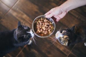 exercise and feeding for pets in Massachusetts