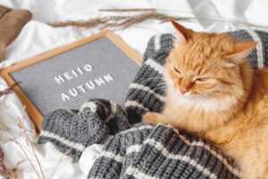 veterinary fall season tips for pets