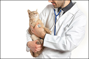 feline-healthcare