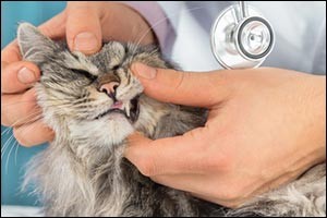 indoor-cat-checkups