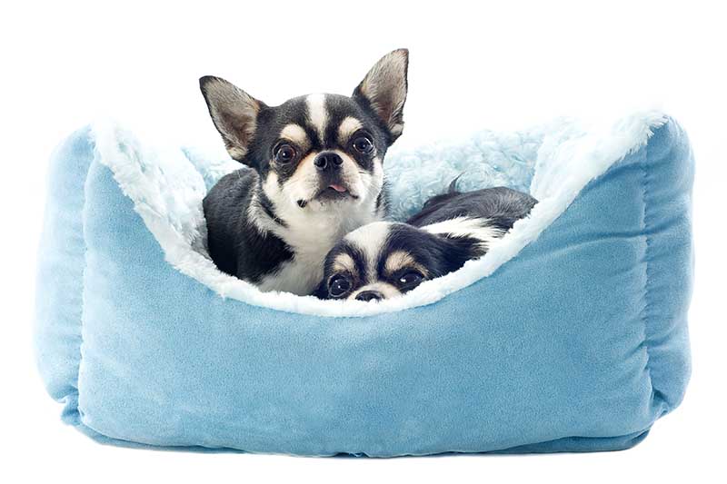 pet beds in new bedford