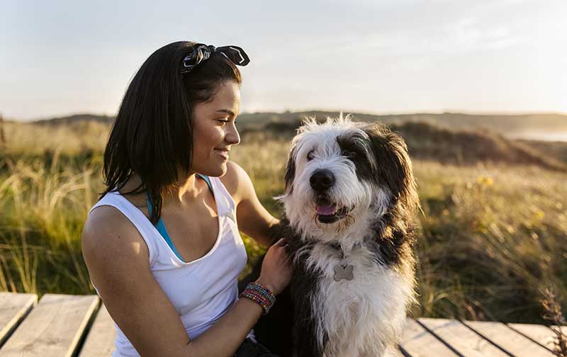 plan a trip with your pet in Massachusetts