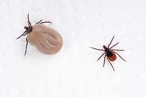 Prevent Ticks in Massachusetts