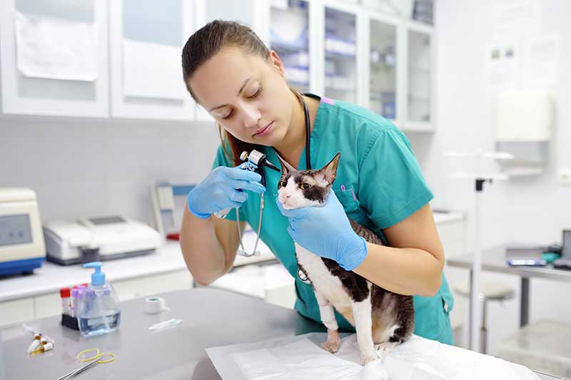 preventive veterinary services