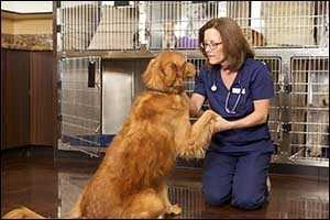 quality vet care for fall river pets