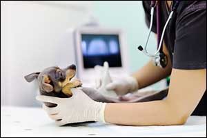 Veterinary Radiology for Pets in South Coast