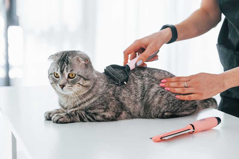 regular grooming tips for Southcoast pet owners