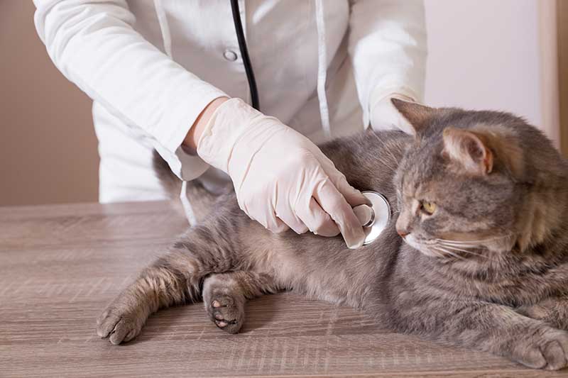 the right vet for your pets in Southeastern Massachusetts