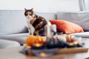 seasonal pet care in new bedford