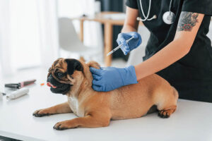 vaccination schedule for pets in MA