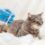 Comprehensive Vet Care for Cats and Dogs: Vaccinations in MA