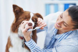 veterinary dental for cats and dogs