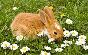 Brown little rabbit with daisies on green meadow